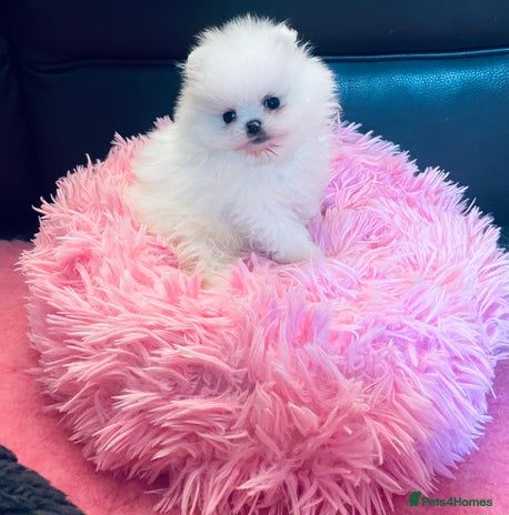 Pomeranian dogs Stunning teddybear face Boys Ready🌟 - Advert 6