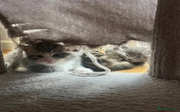 Bengal cats for sale: Bengal cross kittens one grey boy one brown girl - Image 20