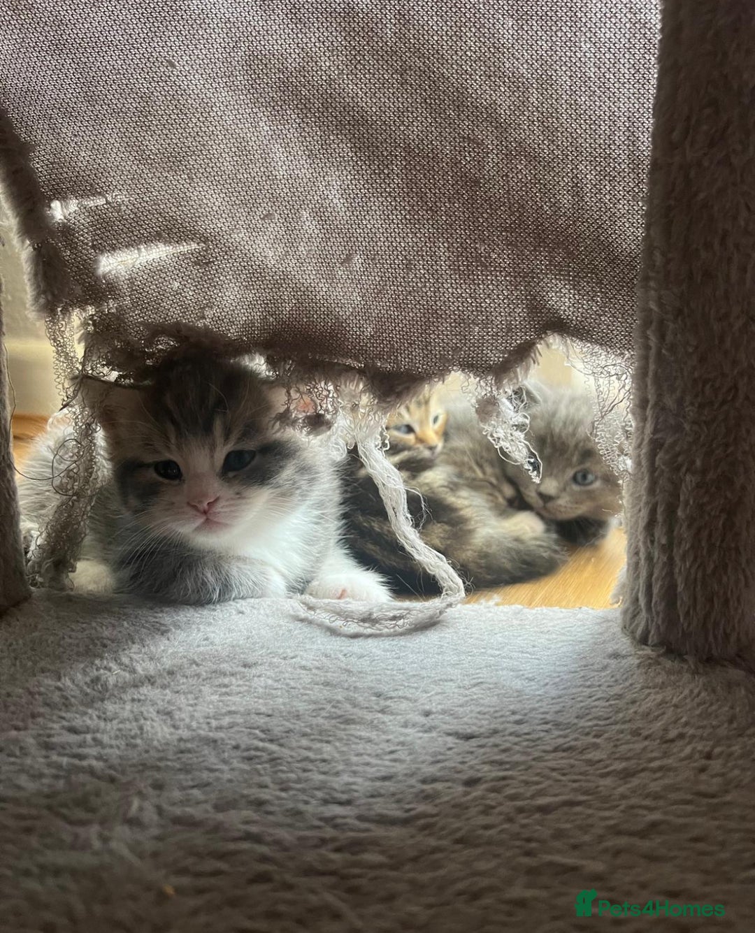 Bengal cats for sale: Bengal cross kittens one grey boy one brown girl - Image 20
