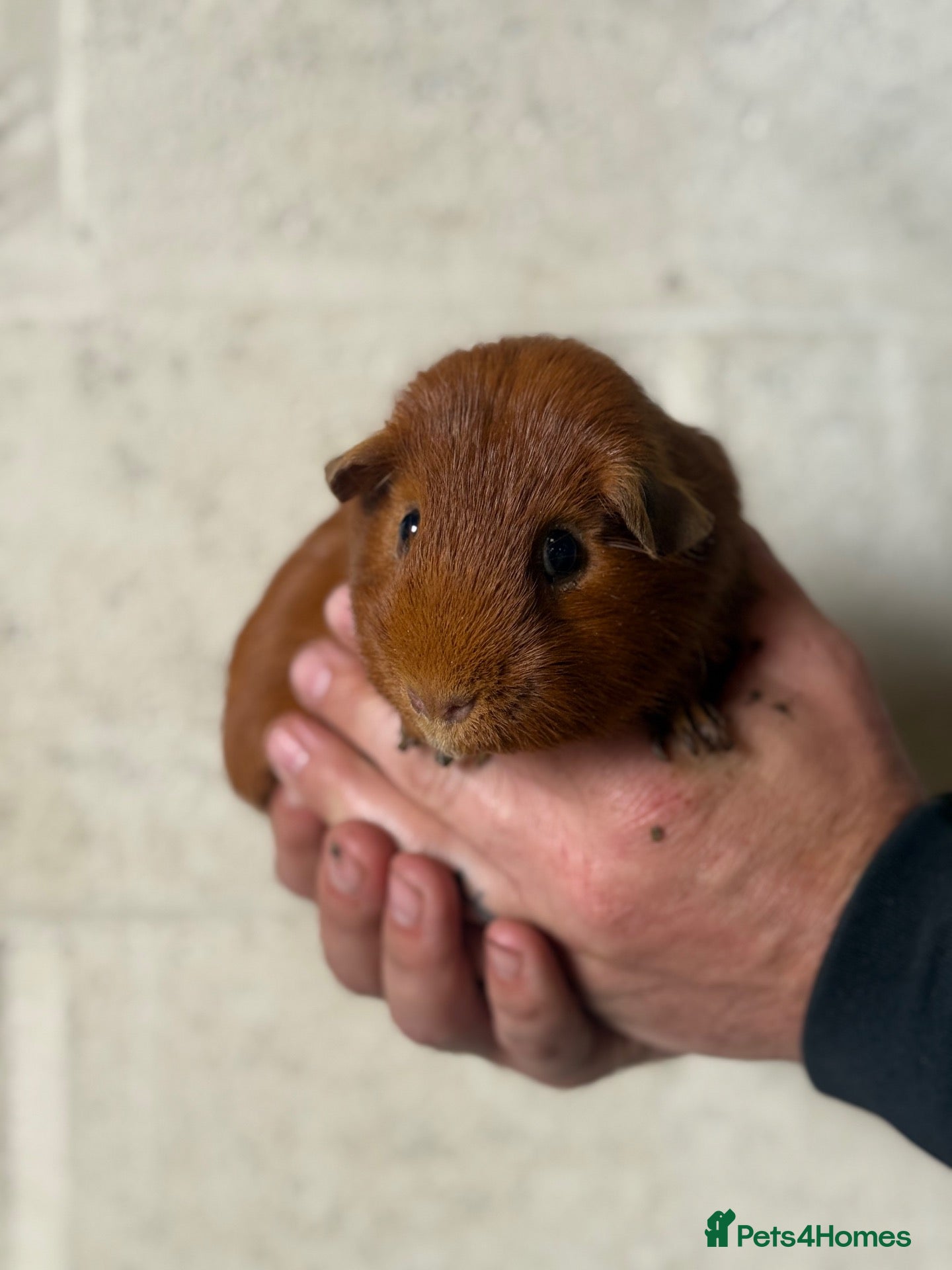 Guinea Pig rodents boar guinea pigs  - Advert 2