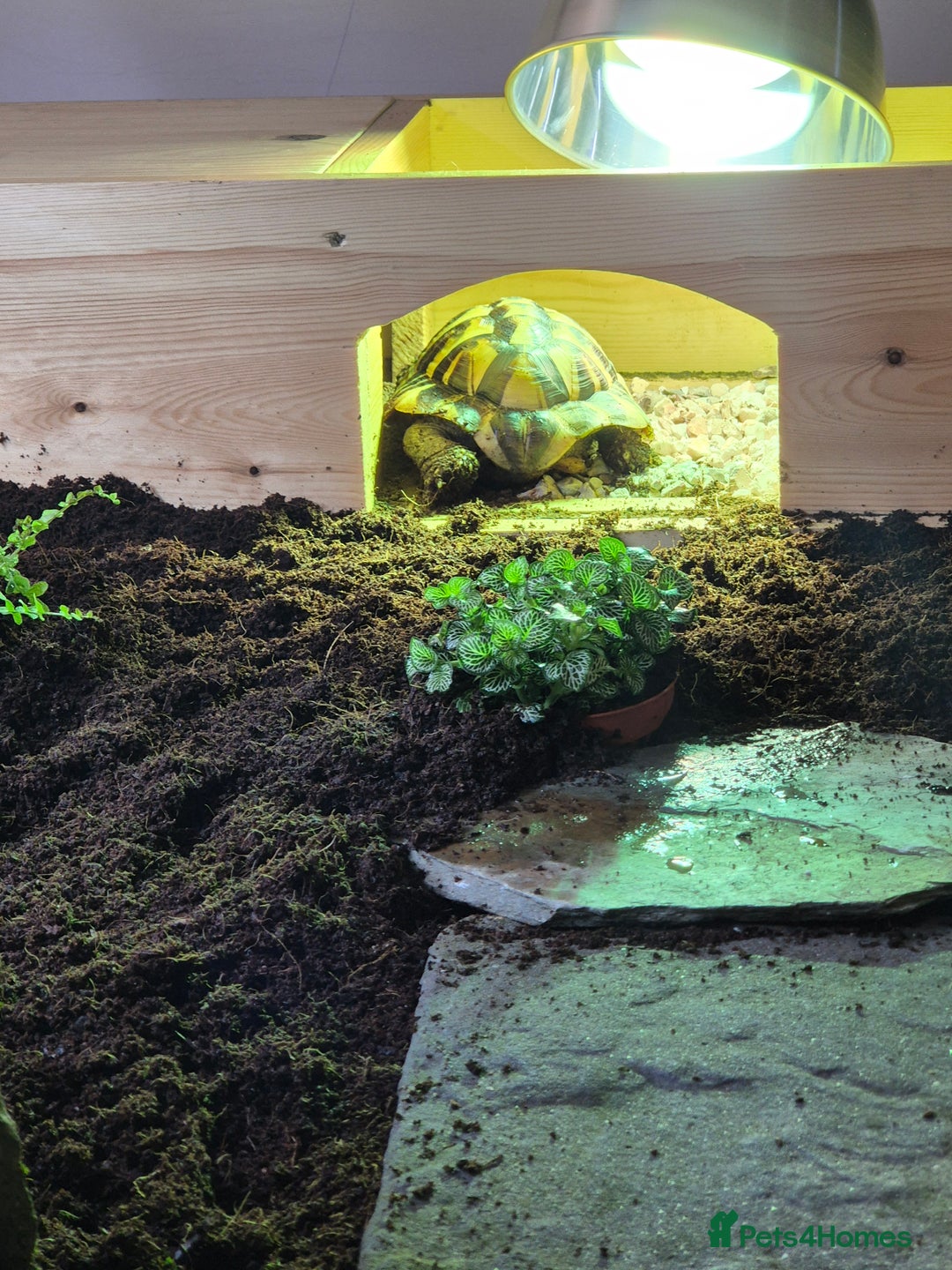Tortoise reptiles for sale: Hermanns with full bespoke set up - Advert 3