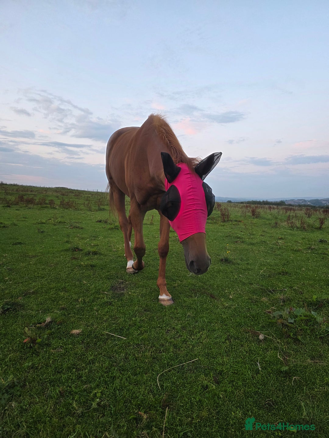 Irish Thoroughbred horses for sale: 15'1 Thoroughbred For Sale - Image 9