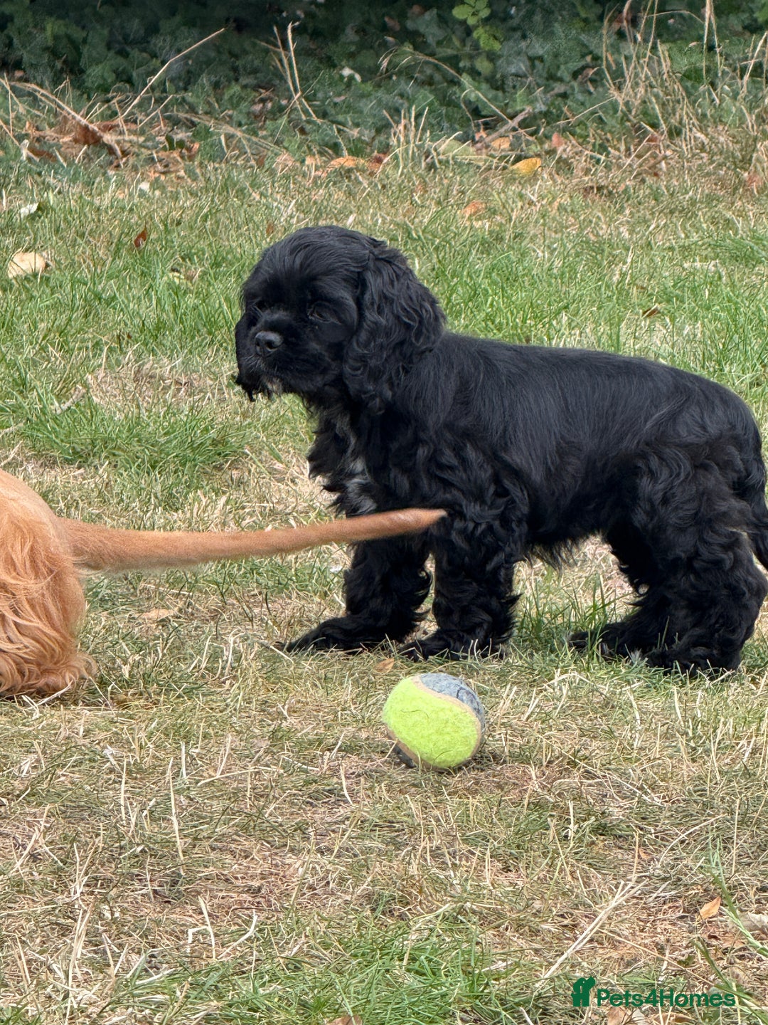 American Cocker Spaniel dogs for sale: Quality American Cocker spaniel puppies  - Image 6