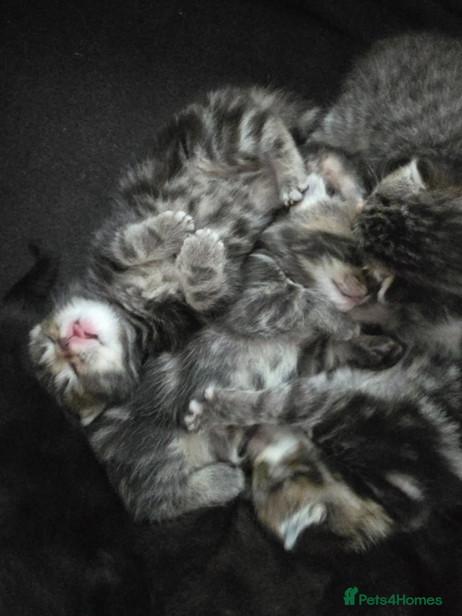 Mixed Breed cats Kittens mixed breed fluffy adorable  - Advert 12