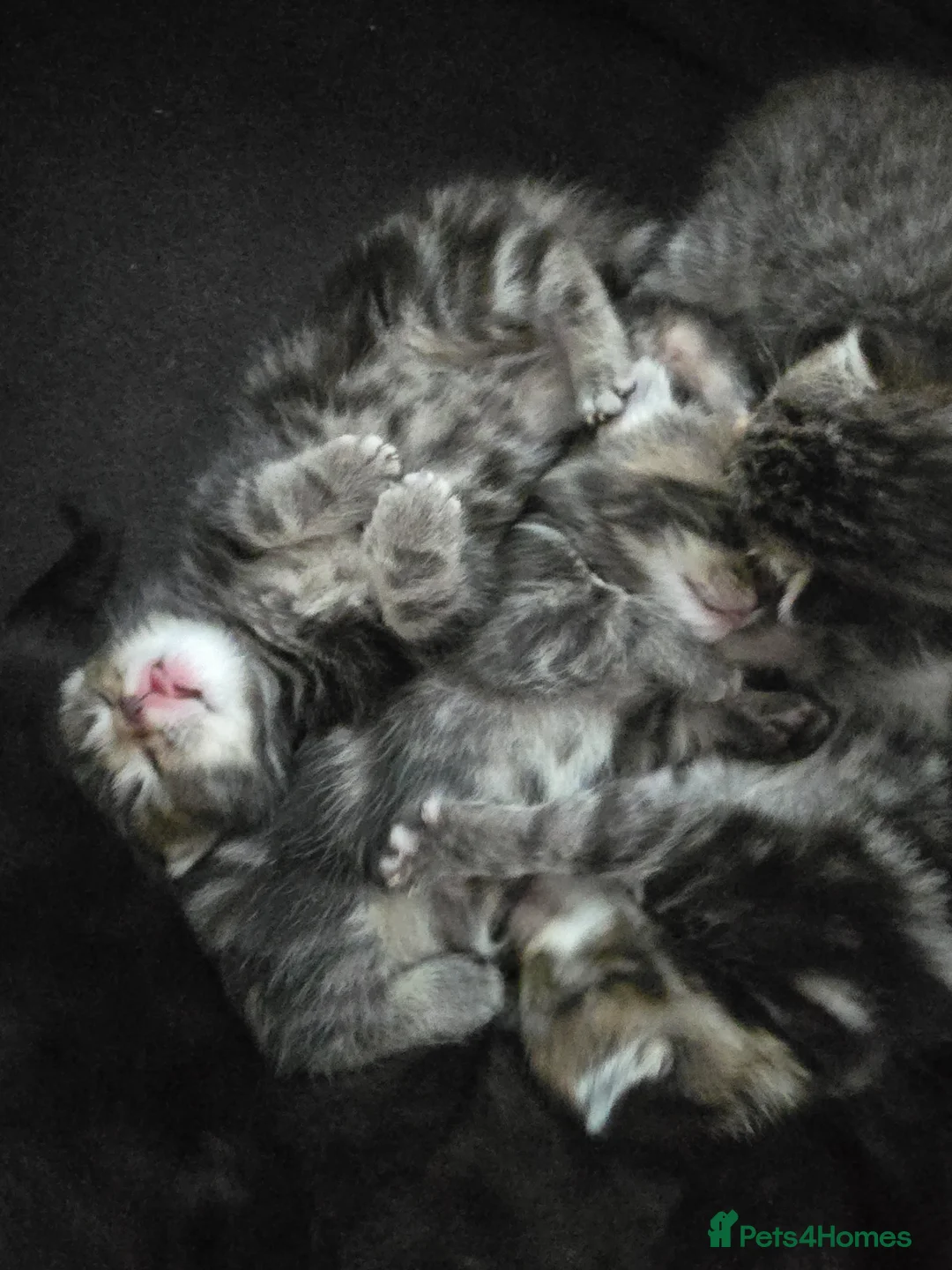 Mixed Breed cats for sale: Kittens mixed breed fluffy adorable  - Advert 1