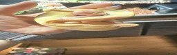 Python Snake reptiles for sale: Candy-GHI-66% het Pied Female - Advert 22