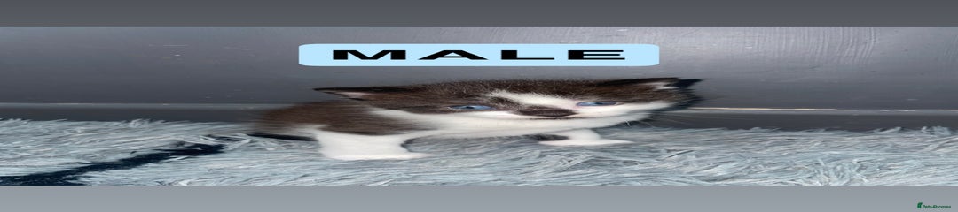 male