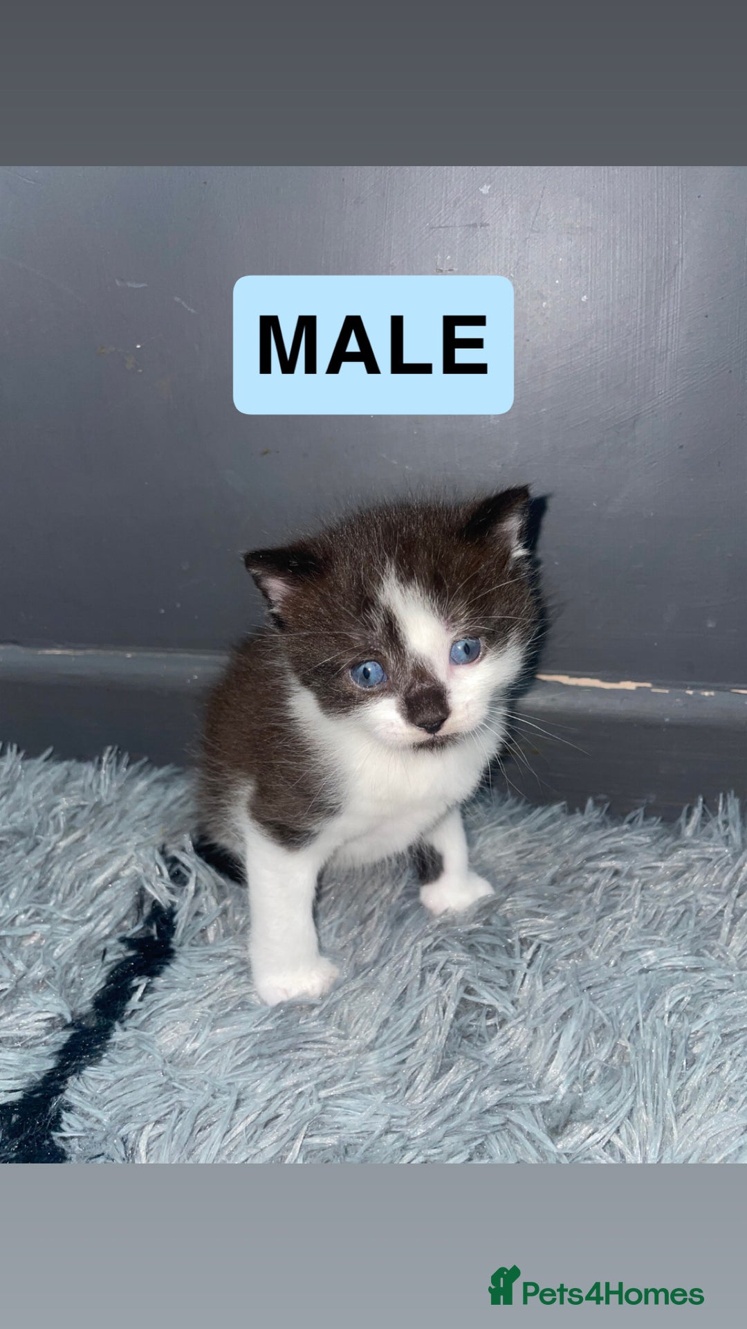 Mixed Breed cats for sale: 1/4 British Shorthair Kittens - Image 3