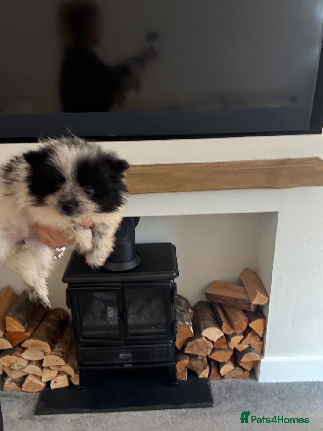 Pomeranian dogs for sale: Beautiful fluffy ** pomeranian babies - Image 2