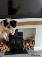 Pomeranian dogs - Advert 7