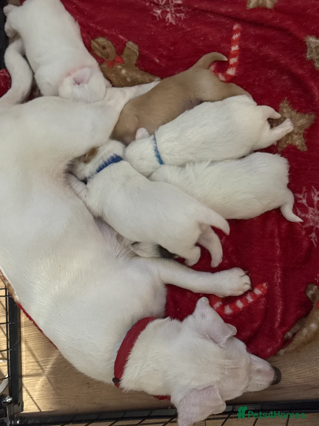 Jack Russell dogs for sale: Jack Russell puppies - Advert 10