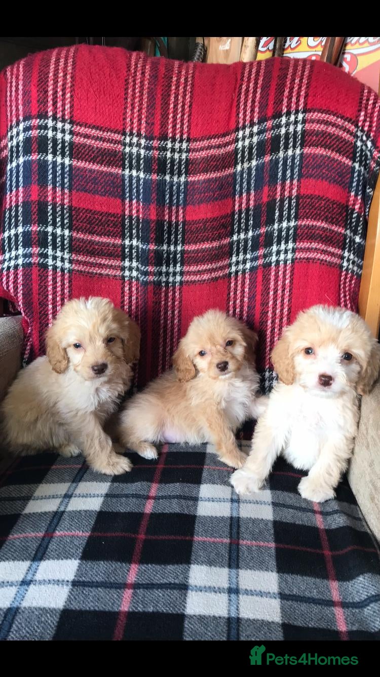 Cockapoo dogs Cockapoo puppies  - Advert 7