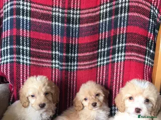 Cockapoo dogs Cockapoo puppies - Advert 7