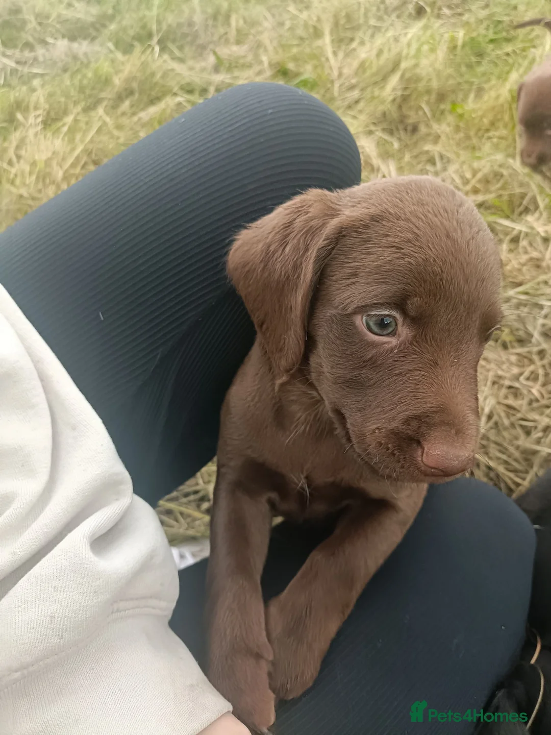 Springador dogs for sale: Springador pups in Keighley - Advert 2