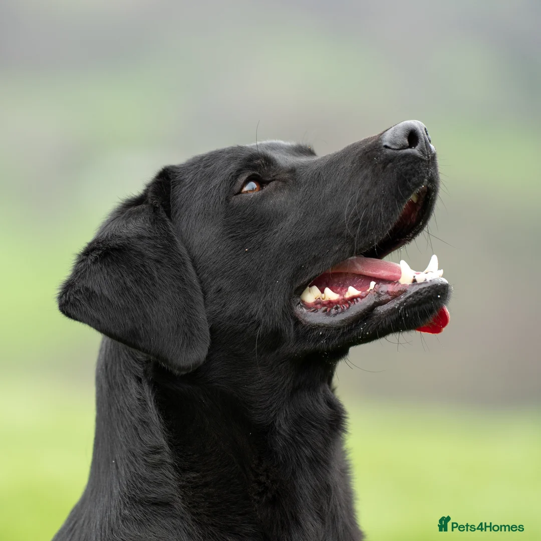Labrador Retriever dogs for stud: KC Black Lab Stud Astraglen - Fully Health Tested in Corwen - Advert 2