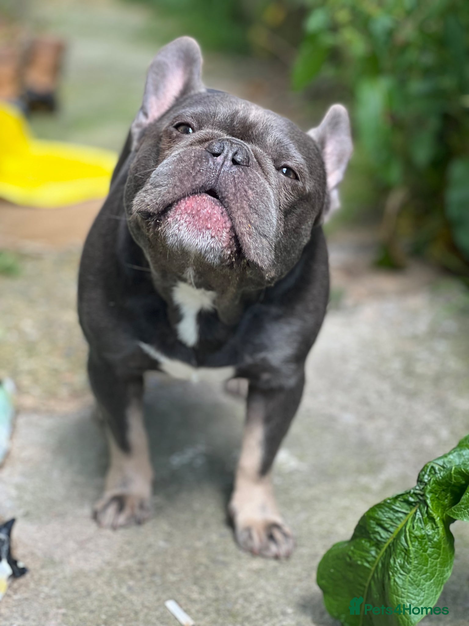 French Bulldog dogs for sale: French bulldog puppies  - Advert 4