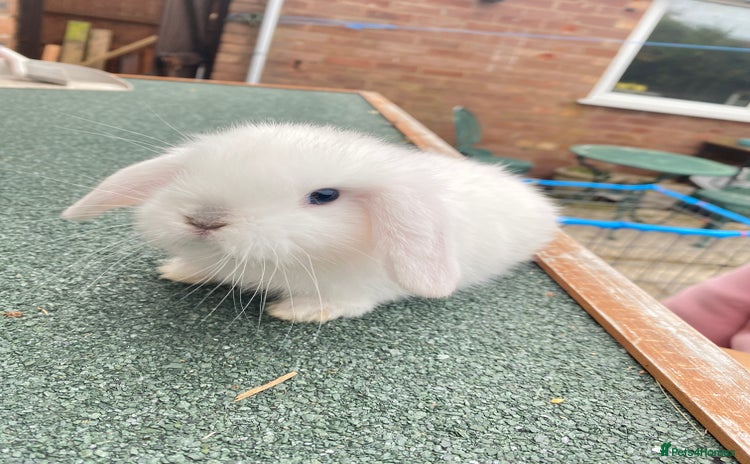 Mini Lop rabbits - Advert 7