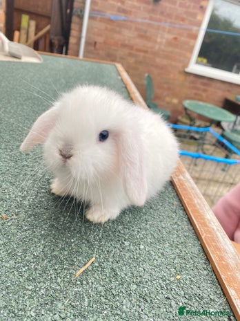 Mini Lop rabbits - Advert 7