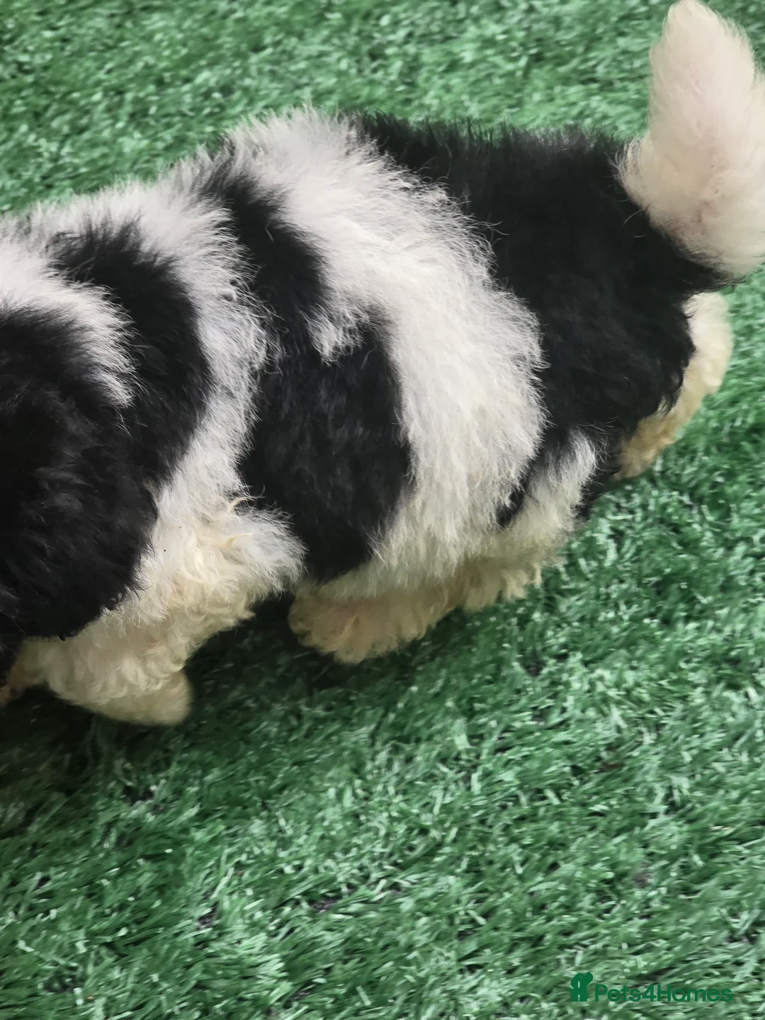 Mixed Breed dogs for sale: Bichon puppies  - Advert 3