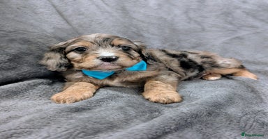 Cavapoo dogs - Advert 1