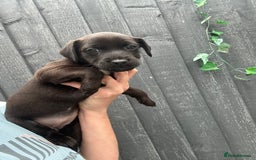 Patterdale Terrier dogs for sale: Patterdale pups  - Image 6
