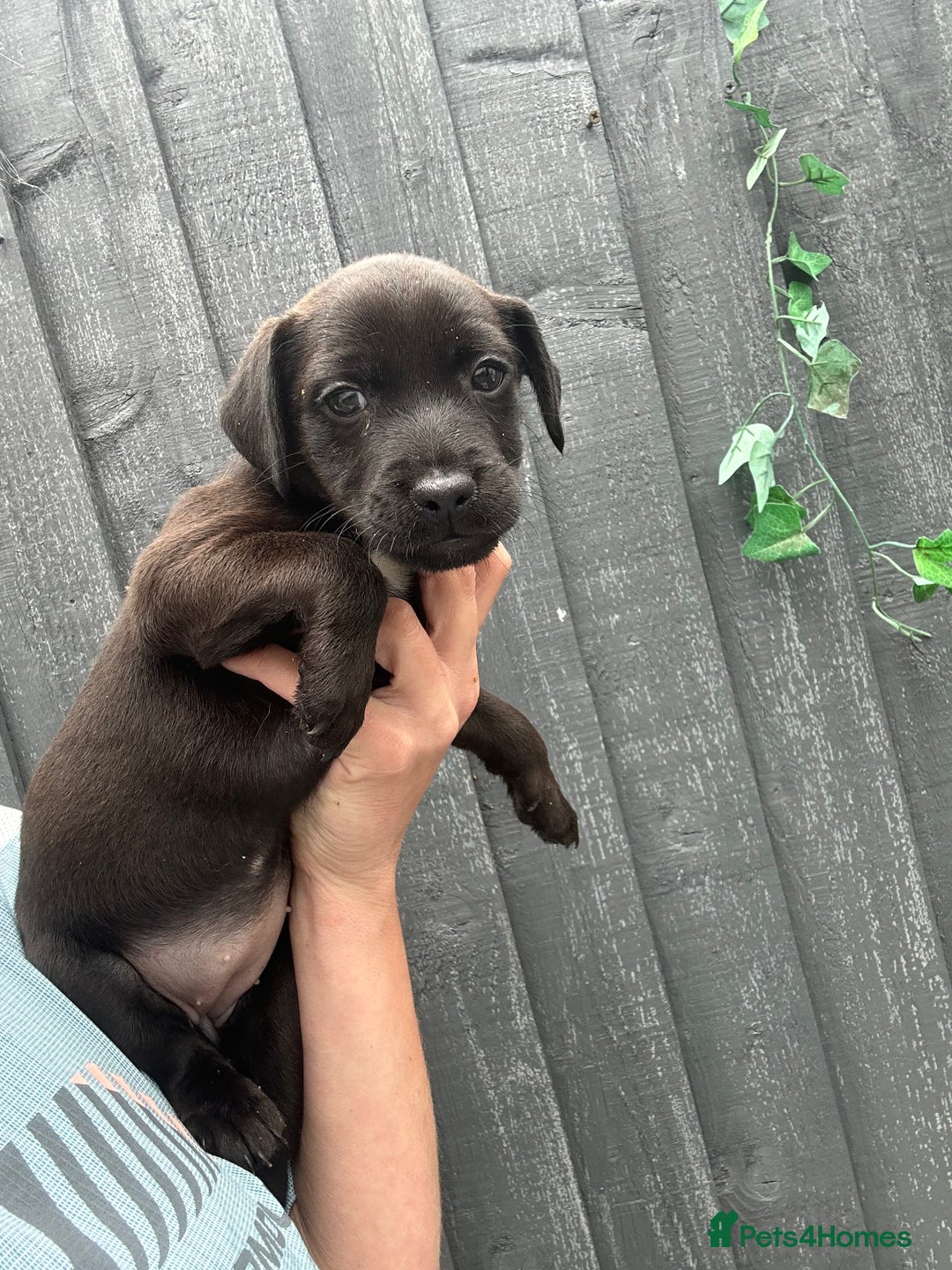 Patterdale Terrier dogs for sale: Patterdale pups  - Image 6