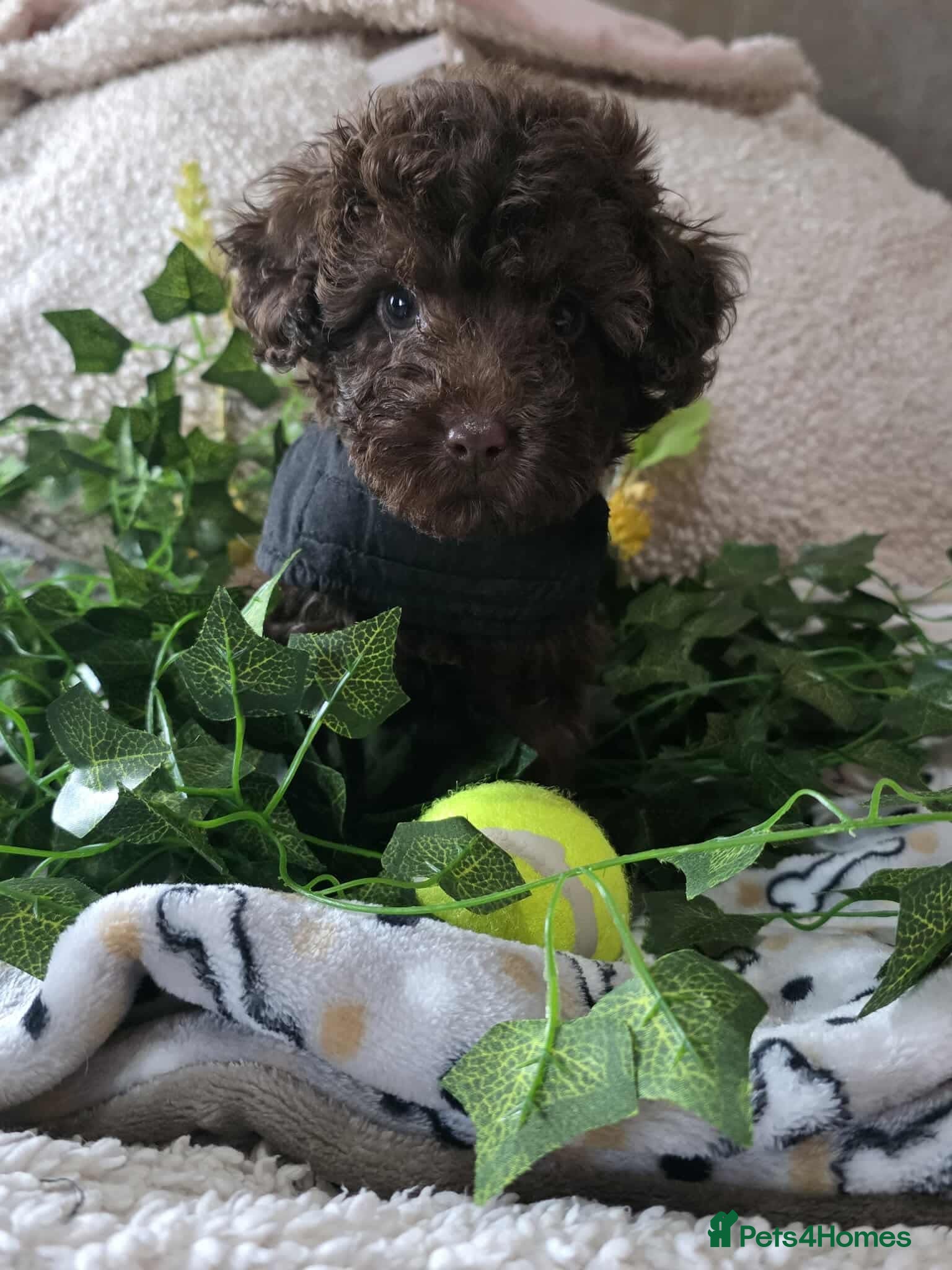 Miniature Poodle dogs Ready NOW 💜💙 - Advert 2