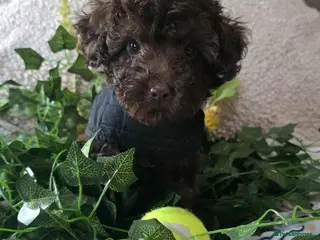 Miniature Poodle dogs Ready NOW 💜💙 - Advert 2