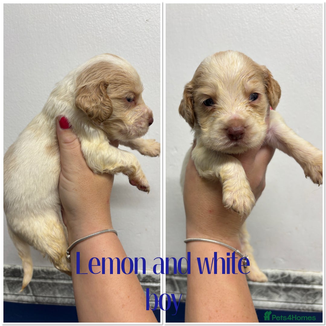 Cocker Spaniel dogs for sale: 🌟 cocker spaniel puppies 🌟 - Image 21