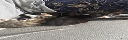 Mixed Breed cats for sale: 10 week old Friendly kitten  - Advert 2