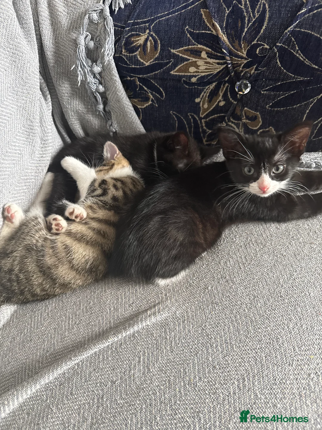 Mixed Breed cats for sale: 10 week old Friendly kitten  - Advert 2
