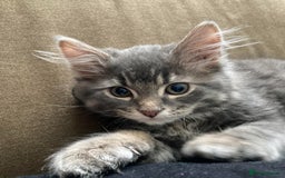 Mixed Breed cats for sale: Beautiful male kitten - Image 2