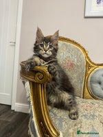 Maine Coon cats Maine Coon Kittens with Elite Heritage 🌟🌟🌟🌟🌟 - Advert 13