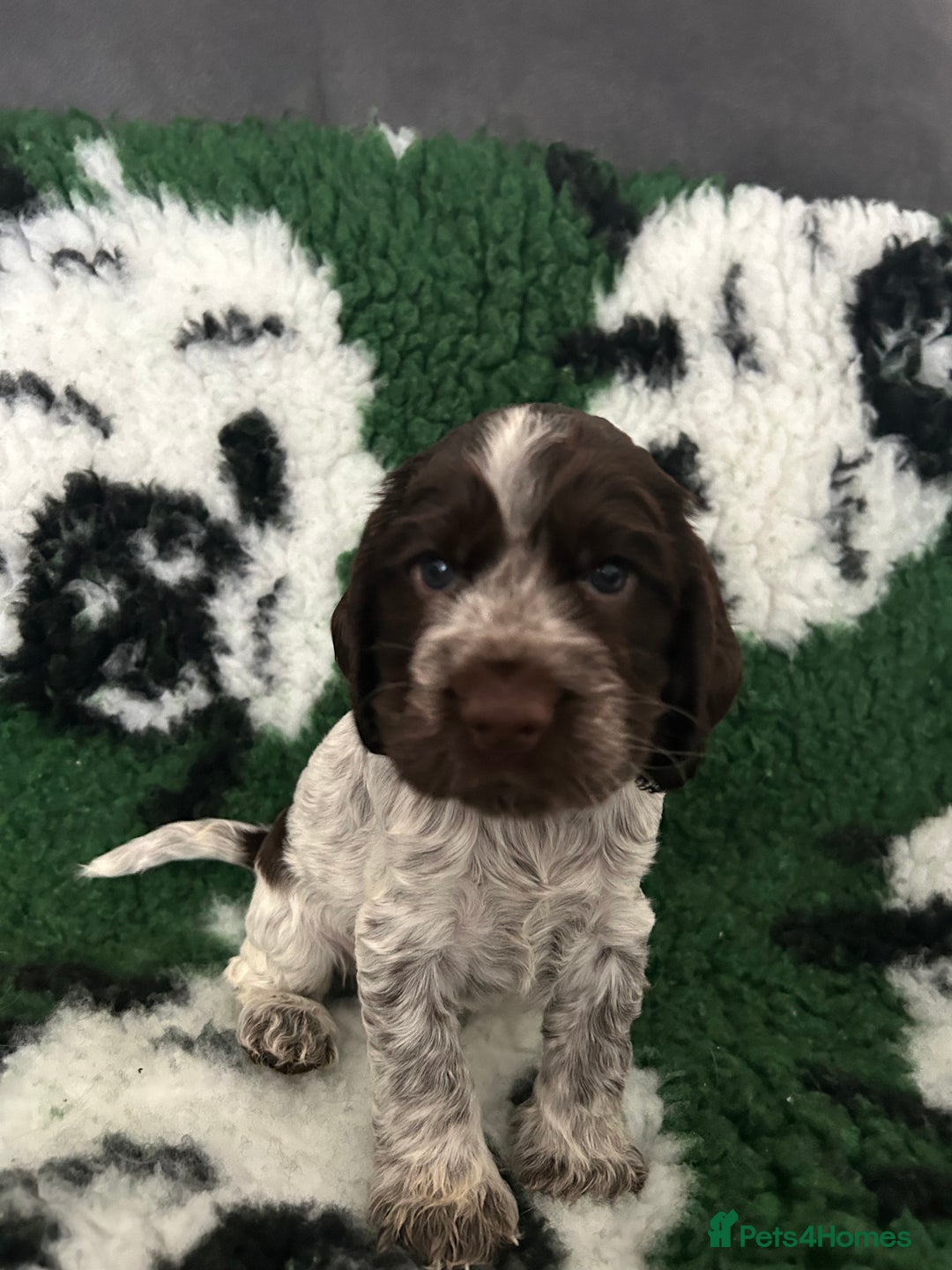 Cocker Spaniel dogs for sale: Show cocker spaniel  - Image 36