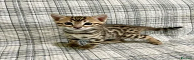 Bengal 3