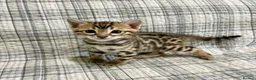 Bengal cats for sale: Beautiful Bengal Kittens  for sale  in Scarborough - Advert 2