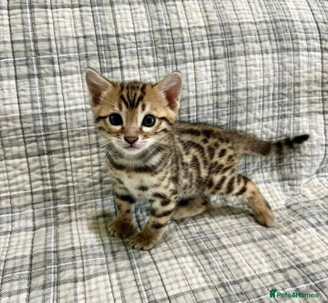 Bengal cats for sale: Beautiful Bengal Kittens  for sale  in Scarborough - Advert 2