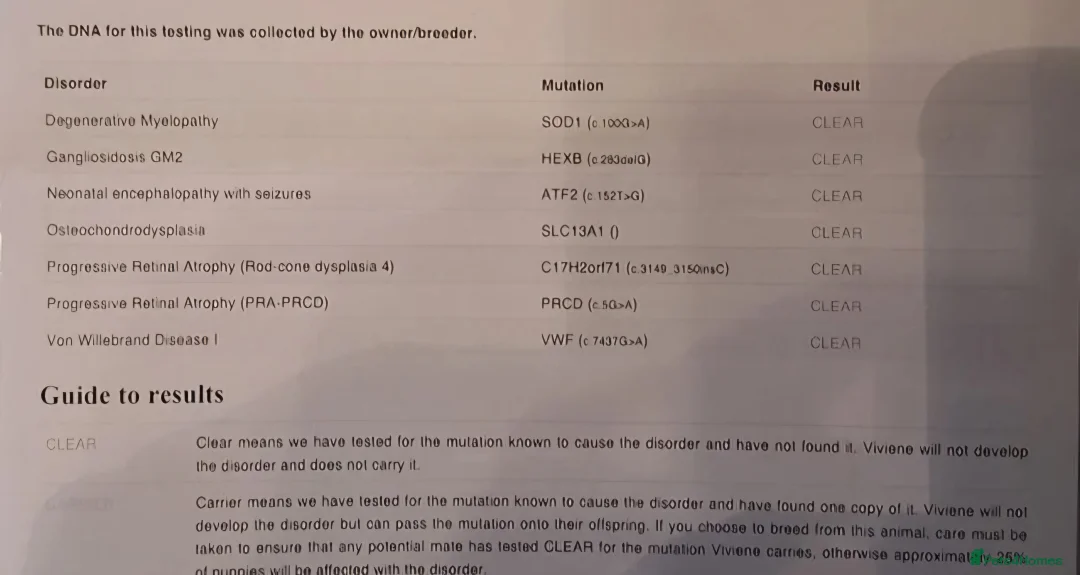 Toy Poodle dogs for stud: Red Asian poodle stud  - Advert 8