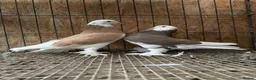 Pigeons birds for sale: FANCY WEST OF ENGLAND TUMBLERS  - Advert 10