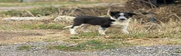 Border Collie dogs for sale: Pedigree border collie puppies  - Advert 9