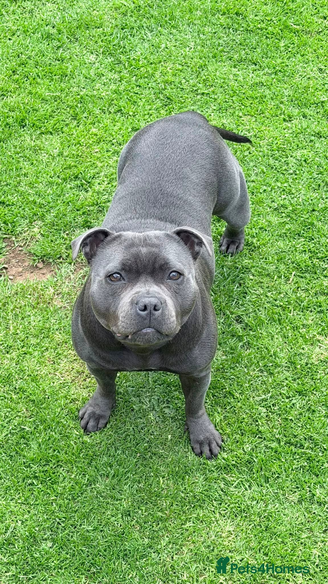 Staffordshire Bull Terrier dogs Staffordshire Bull Terrier - Advert 1
