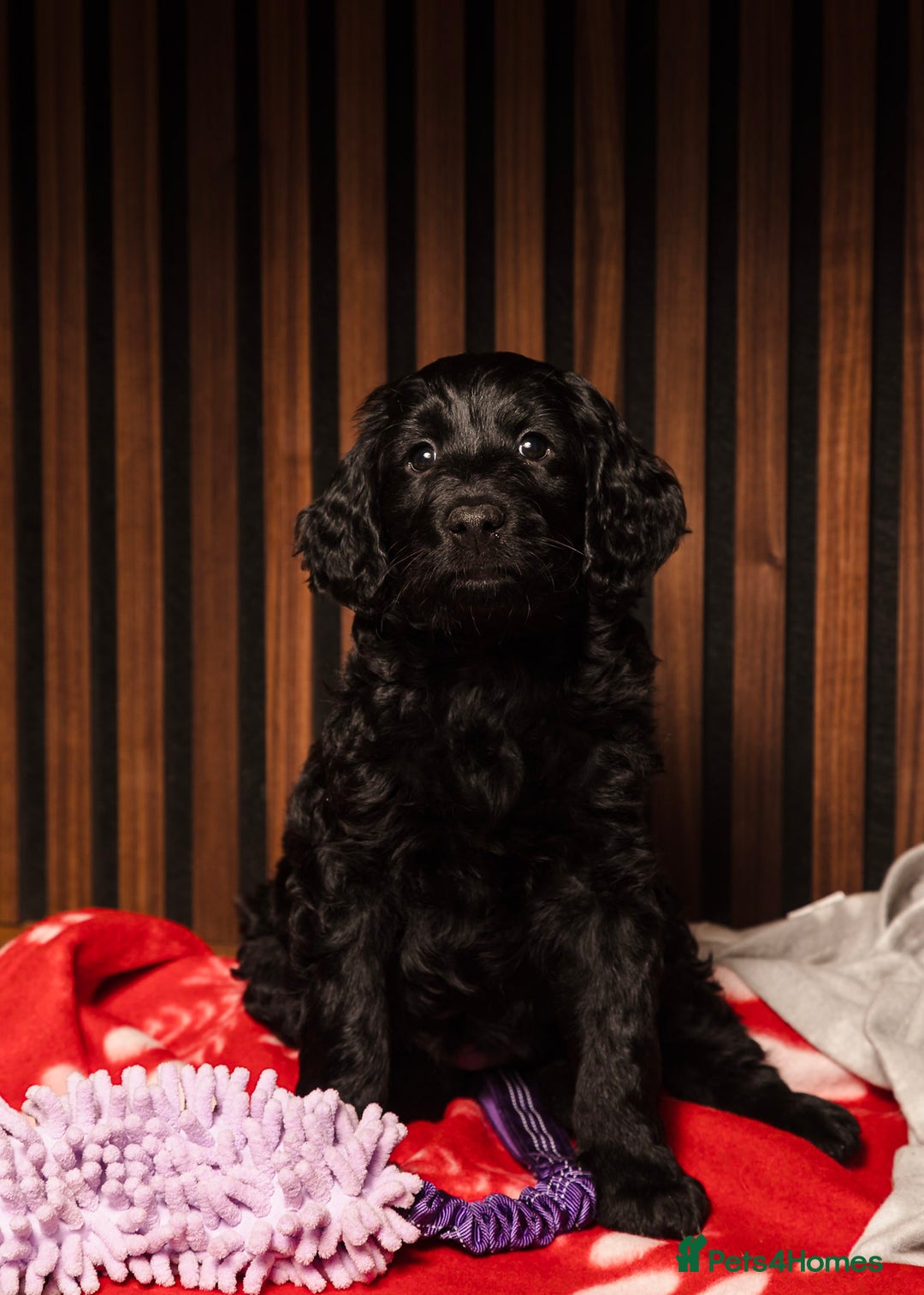 Goldendoodle dogs for sale: Health tested F1 Goldendoodle puppies  - Advert 1