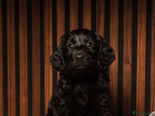 Goldendoodle dogs Health tested F1 Goldendoodle puppies - Advert 2