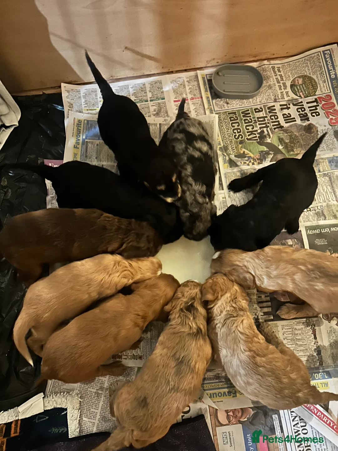 Cockapoo dogs for sale: Black and Tan Cockapoo boy - Advert 11