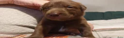 Labrador Retriever dogs for sale: Stunning 3 male labrador  in Dunmow - Advert 18