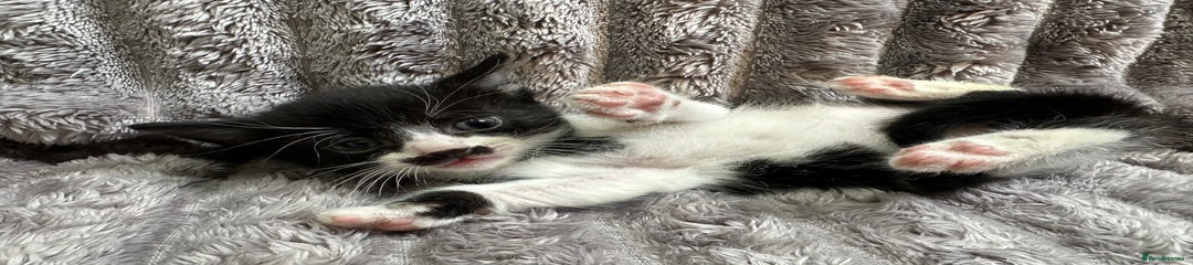 Siamese Kitten 2
