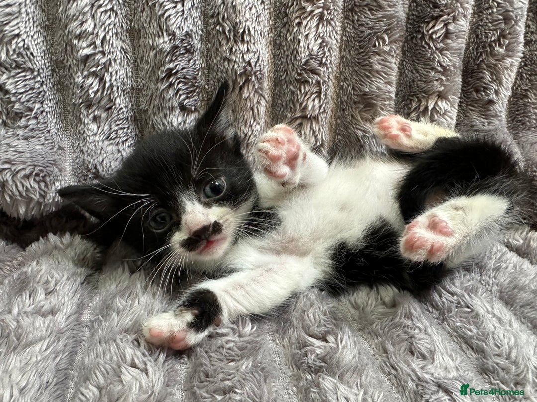 Siamese cats for sale: Kittens Siamese & Bombay Cross - Image 3