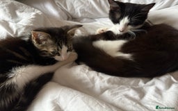Mixed Breed cats for sale: 3 young cats/kitten - Image 1