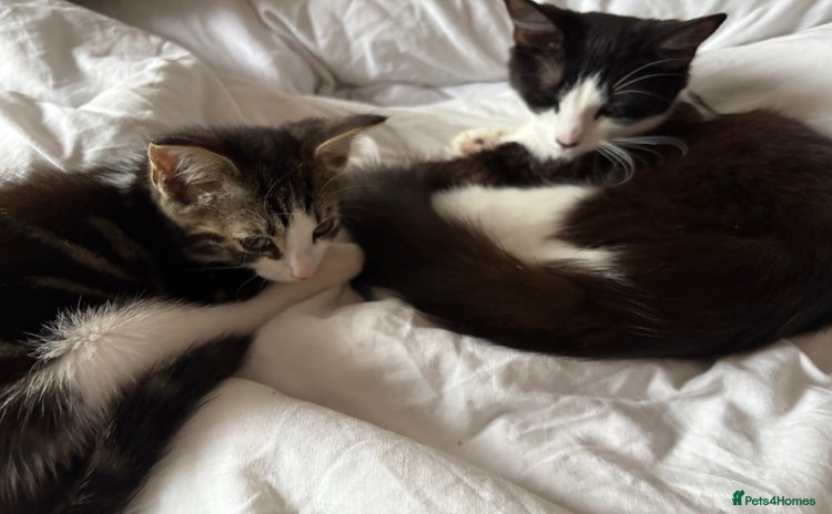 Mixed Breed cats - Advert 5