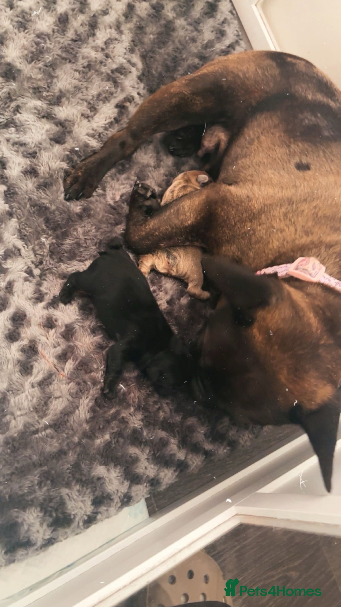 French Bulldog dogs Male fawn French bulldog  - Advert 11